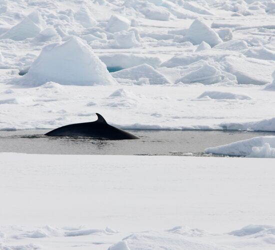Arctic Ocean Expedition © Spitzbergen